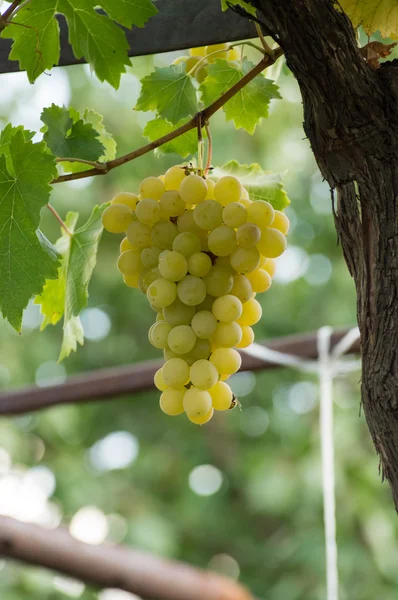 Uvas blancas maduras listas para la vendimia —  Fotos de Stock