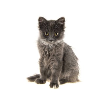 İzole edilmiş beyaz arka planda gri kedi yavrusu