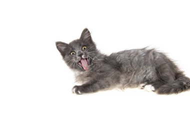 İzole edilmiş beyaz arka planda gri kedi yavrusu