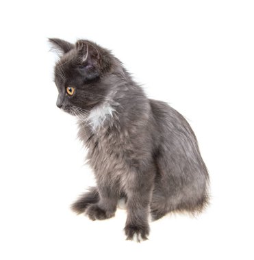 İzole edilmiş beyaz arka planda gri kedi yavrusu