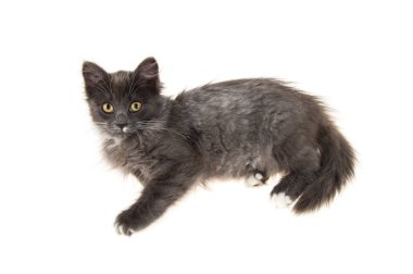 İzole edilmiş beyaz arka planda gri kedi yavrusu