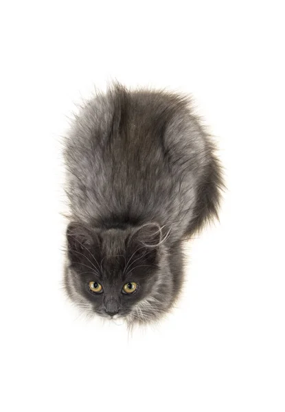 Graues Kätzchen Auf Isoliertem Weißem Hintergrund — Stockfoto