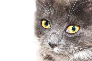 İzole edilmiş beyaz arka planda gri kedi yavrusu