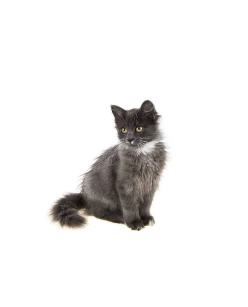 白色孤立背景下的灰色小猫 — 图库照片