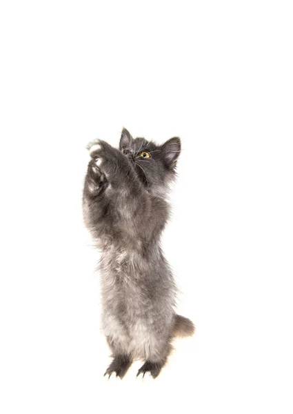 Graues Kätzchen Auf Isoliertem Weißem Hintergrund — Stockfoto