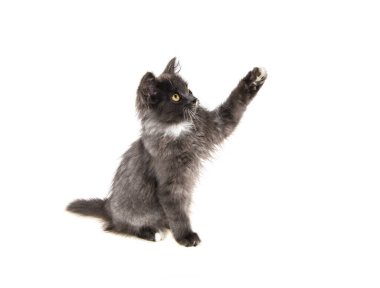 İzole edilmiş beyaz arka planda gri kedi yavrusu