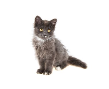 İzole edilmiş beyaz arka planda gri kedi yavrusu