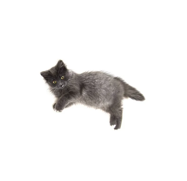 Zole Edilmiş Beyaz Arka Planda Gri Kedi Yavrusu — Stok fotoğraf