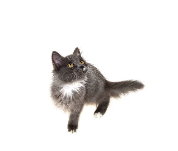 Gray Kitten Isolated White Background — Stock Photo, Image
