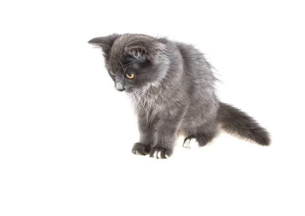 Graues Kätzchen Auf Isoliertem Weißem Hintergrund — Stockfoto
