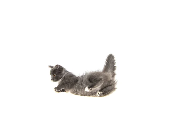 Gray Kitten Isolated White Background — Stock Photo, Image