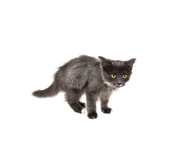 Gray Kitten Isolated White Background — Stock Photo, Image