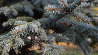 Çocuk ağacı yeni yıl oyuncaklarıyla süslüyor.