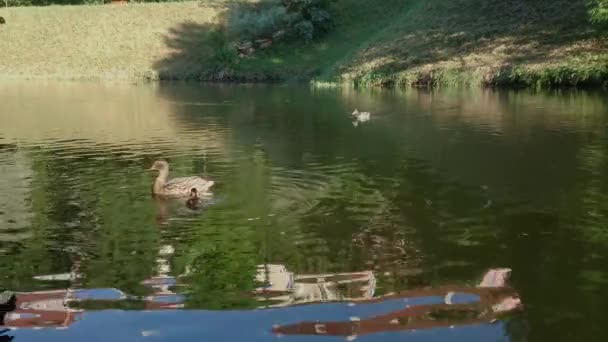 Πάπιες Κολυμπούν Στη Λίμνη — Αρχείο Βίντεο