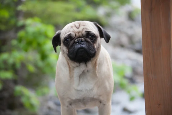 Pugs are the best — Stock Photo, Image
