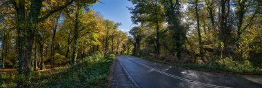 Sonbaharda ormandan geçen bir yolun panoramik fotoğrafı.