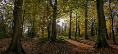 Karaağaç ve dişbudak ağaçlarıyla aydınlatılmış ormanın panoramik fotoğrafı