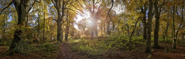 Panoramische Foto Van Verlicht Bos Met Iepen Essen — Stockfoto