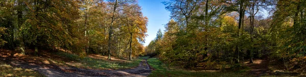 Panoramafoto Einer Straße Die Herbst Durch Den Wald Führt — Stockfoto