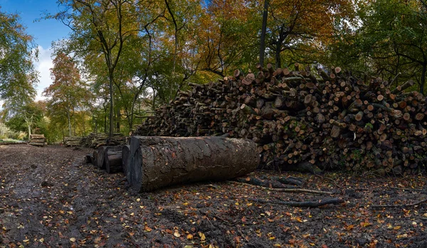 Fotografia Panorâmica Pilhas Toras Floresta Durante Projeto Conservação — Fotografia de Stock