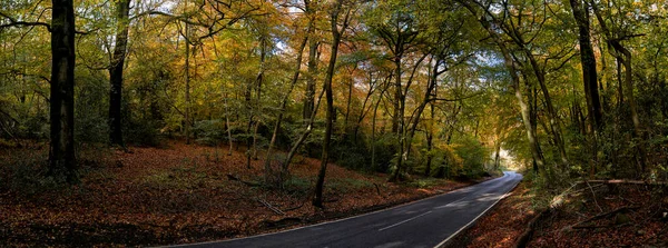Panoramische Foto Van Een Weg Door Bos Herfst — Stockfoto