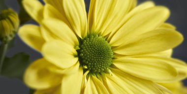 Sarı papatya çiçeğinin kapak fotoğrafı. Erkek ve yaprak yapraklarını gösteriyor.