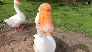 Parlak güneşli bir günde, yeşil bir çimenlikte yürüyen beyaz bir kaz. Yakından bakmaya çalışırken kamerayı ısırıyor..