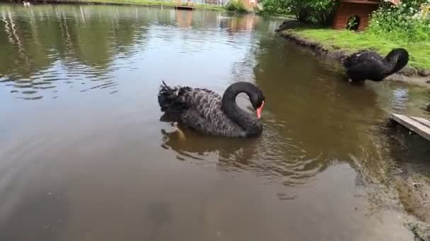 Schwarze Schwäne Schwimmen Teich Und Waschen Sich Wasser Ufer — Stockvideo
