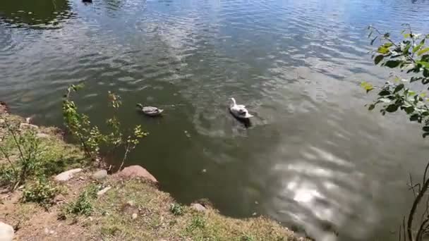 Eine Hausente Schwimmt Einem Sonnigen Tag Einem Teich Auf Einem — Stockvideo
