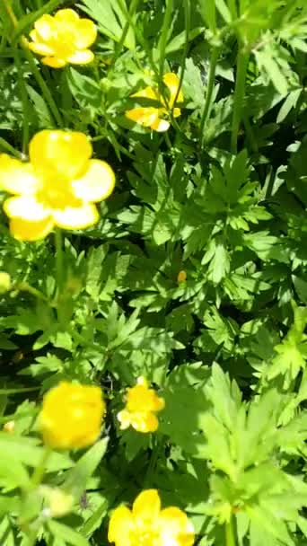 Sarı Rengin Güzel Çiçekleri Ormanın Ortasındaki Harika Bir Çayırda Yetişir — Stok video