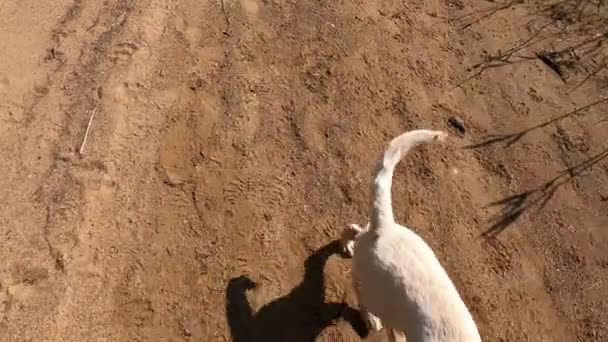 Ein Mann Spielt Mit Einem Labrador Welpen Strand Bei Sonnigem — Stockvideo
