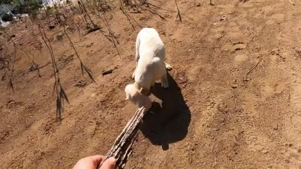 Man Plays Labrador Puppy Beach Sunny Wonderful Weather Puppy Brings — Stock Video