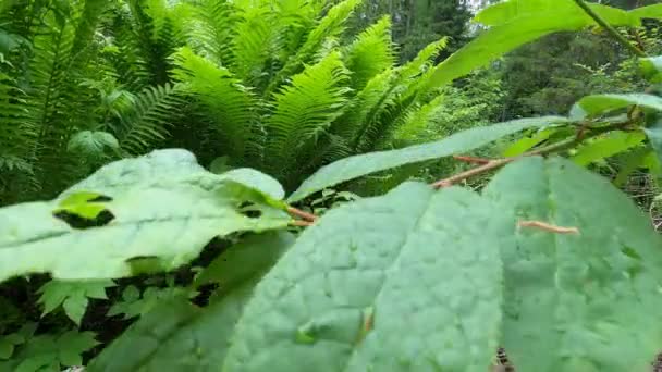 清澈的水在石头中间的一条小树林 蕨类和各种植物在溪流周围生长 安静安静的地方 — 图库视频影像