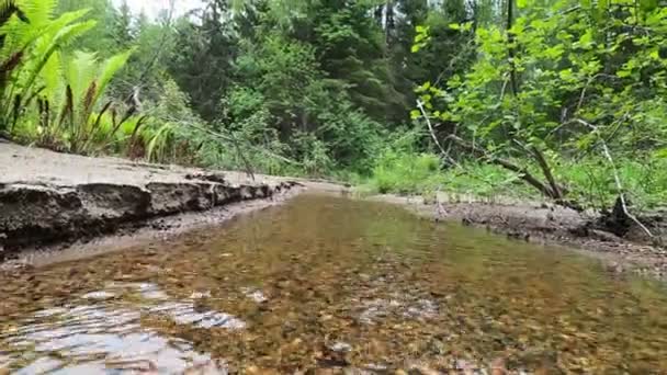 Небольшой Лесной Ручей Чистой Водой Вокруг Реки Растут Папоротники Различные — стоковое видео