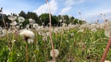Karahindibalarla dolu geniş bir çayır. Yaz başında karahindibalar çiçek açar ve harika görünür..