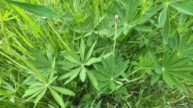 Ormandaki bitki örtüsünün manzarası güzelmiş. Küçük bir düzlükte çeşitli bitkiler yetişmiş..