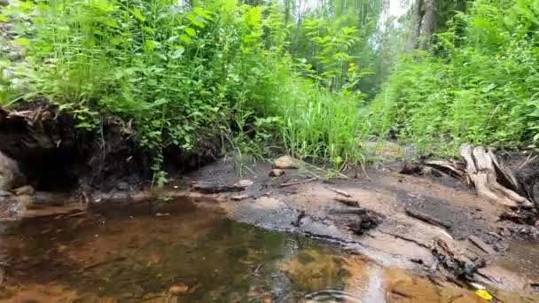 Lindo Bosque Cercado Por Samambaias Pequeno Fluxo Flui Através Ponte — Vídeo de Stock