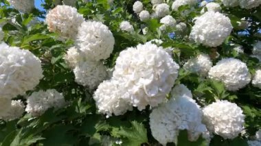 Çayırdaki sarı çiçeklerin enfeksiyonu. Parlak ve sulu sarı çiçekler ormandaki yeşil bir çayırda çiçek açtı..