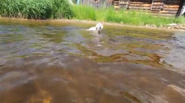 Labrador yavrusu suda yüzüyor. Açık renkli bir köpek yanağı kıyıya yakın büyük bir gölde suda yüzmeyi öğretir..