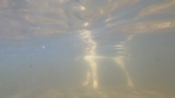 拉布拉多小狗在水里游泳 一只浅色的狗的脸学会了在靠近海岸的一个大湖中游泳 — 图库视频影像