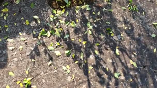 小さな木の落ち葉 小さなオパールの木の貯水池の葉の海岸に強い風から — ストック動画