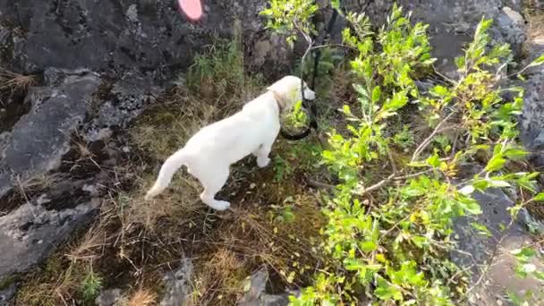 Ein Pilot Eines Golden Retrievers Rostet Einen Baum Der Hund — Stockvideo