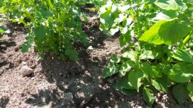 Patates tarlasında patates çalıları. Patatesler çiftliğe ekildi ve yakında hasat için hazır olacaklar..