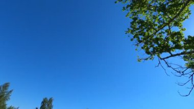 Köyde sallanıyor. İp büyük bir ağaca bağlanmış ve üzerinde harika bir orman manzarası olan at sürerken salıncaktan yapılmış..