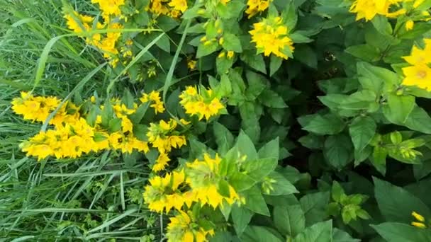 Flores Cor Amarela Brilhante Suculenta Flores São Parte Das Decorações — Vídeo de Stock