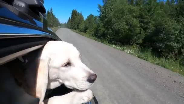 Perro Sacó Cabeza Ventana Del Coche Viento Sopla Sobre Perro — Vídeos de Stock