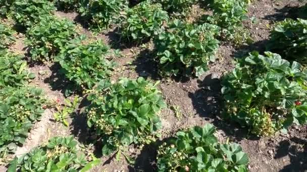 Aardbeienstruiken Worden Het Veld Geplant Aardbeien Worden Geplant Groeien Boerderij — Stockvideo