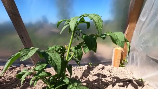 Auf Dem Feld Werden Tomatenbüsche Gepflanzt Die Tomaten Werden Auf — Stockvideo