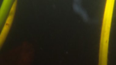 Suda yetişen güzel sarı çiçekler. Bitkinin su altı kısmı çok uzundur ve en dibe ulaşır..