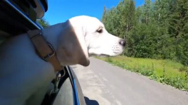 Köpek kafasını arabanın camından çıkardı. Rüzgar güçlü bir derede köpeğe eser..